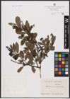 Foto von Salix aurita L. x Salix phylicifolia L.